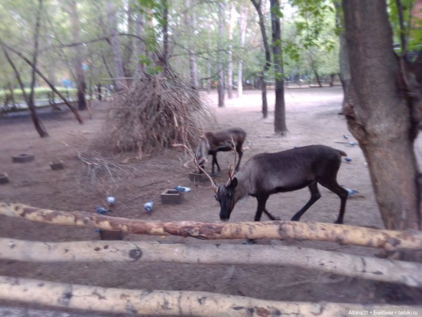 Зоопарк. Новосибирск. Сентябрь 2024 год (2)