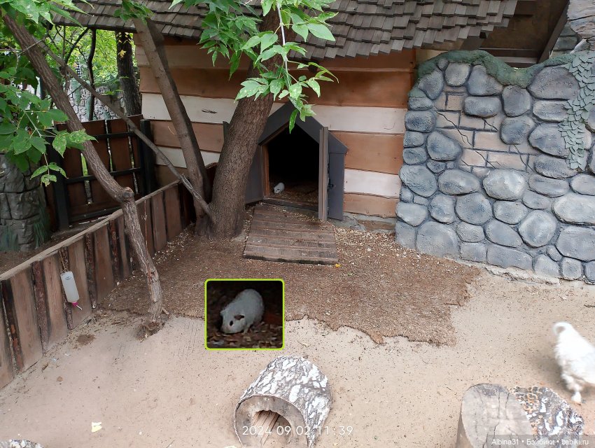 Зоопарк. Новосибирск. Сентябрь 2024 год (2)