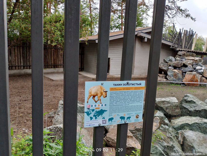 Зоопарк. Новосибирск. Сентябрь 2024 год (2)