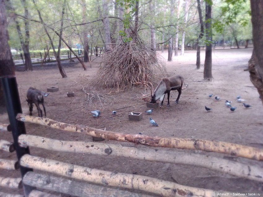 Зоопарк. Новосибирск. Сентябрь 2024 год (2)