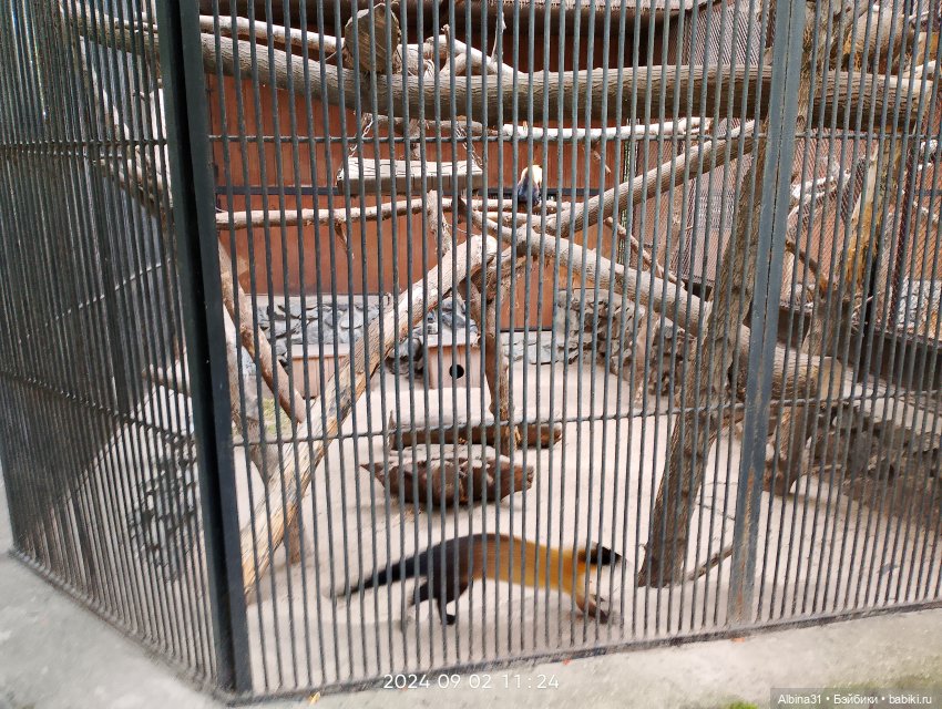 Зоопарк. Новосибирск. Сентябрь 2024 год (2)