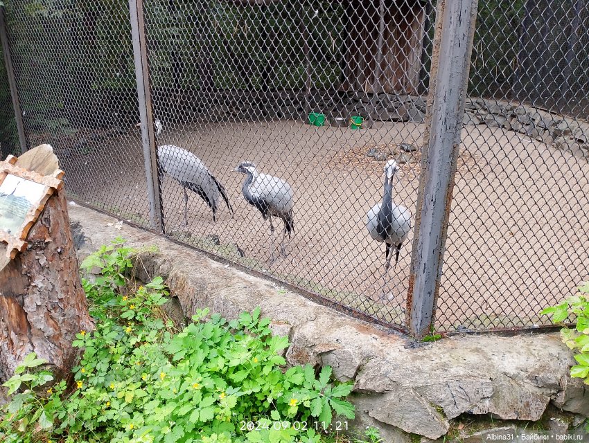 Зоопарк. Новосибирск. Сентябрь 2024 год (2)