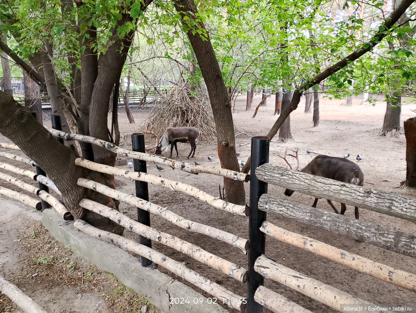 Зоопарк. Новосибирск. Сентябрь 2024 год (2)