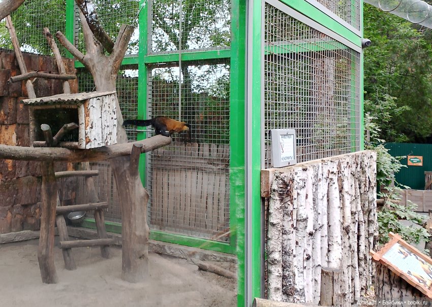 Зоопарк. Новосибирск. Сентябрь 2024 год (2)