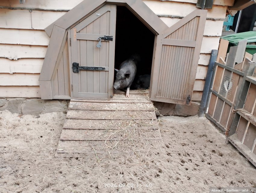 Зоопарк. Новосибирск. Сентябрь 2024 год (2)