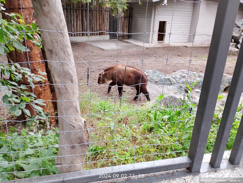Зоопарк. Новосибирск. Сентябрь 2024 год (2)