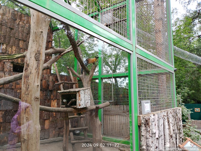 Зоопарк. Новосибирск. Сентябрь 2024 год (2)