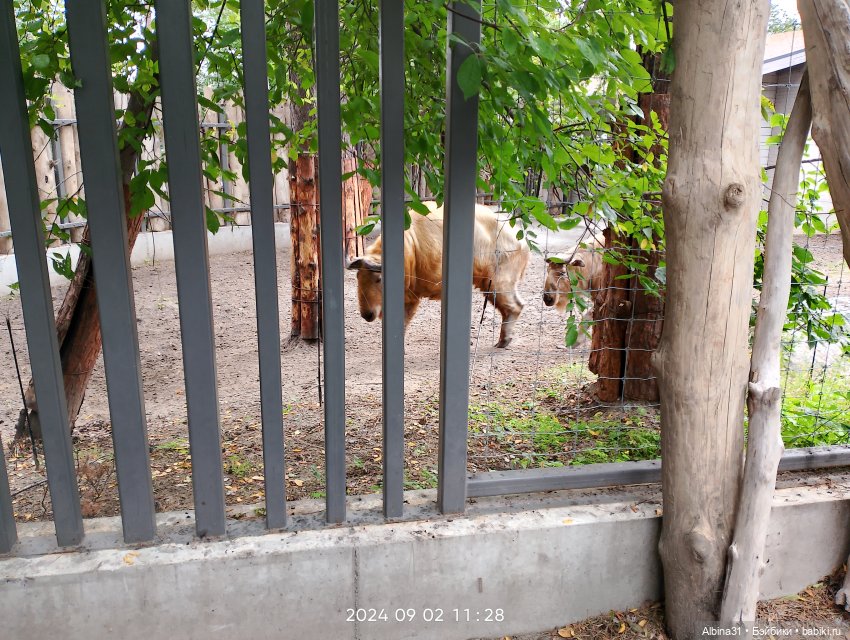 Зоопарк. Новосибирск. Сентябрь 2024 год (2)