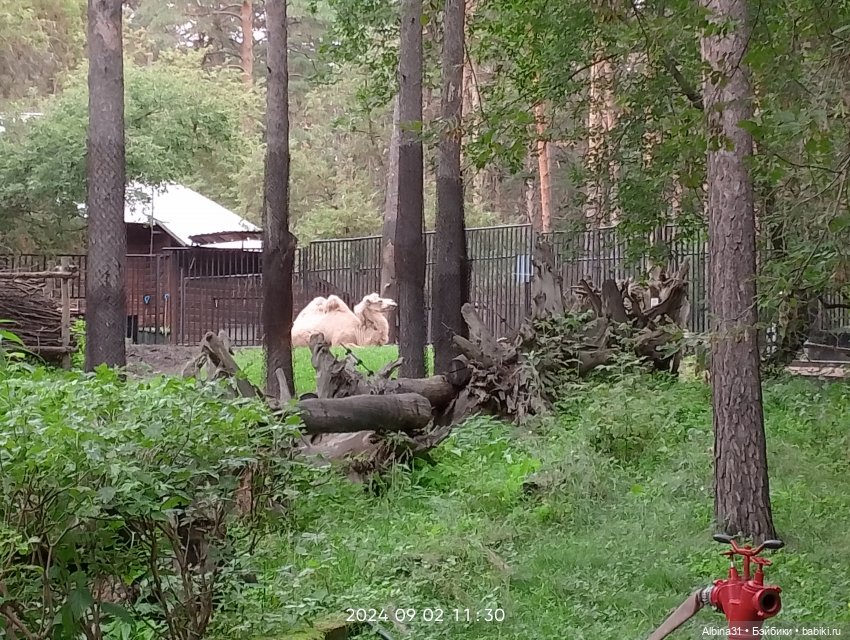 Зоопарк. Новосибирск. Сентябрь 2024 год (2)