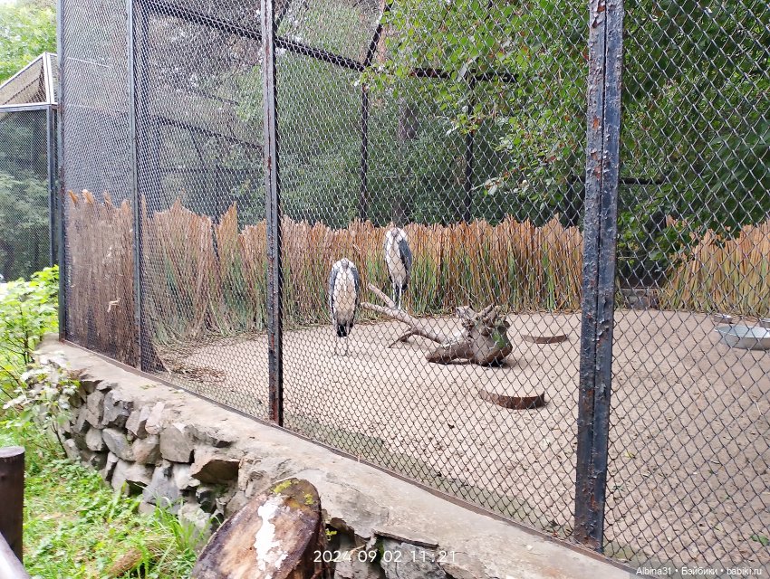 Зоопарк. Новосибирск. Сентябрь 2024 год (2)