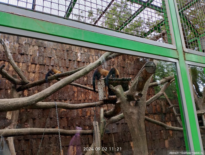 Зоопарк. Новосибирск. Сентябрь 2024 год (2)