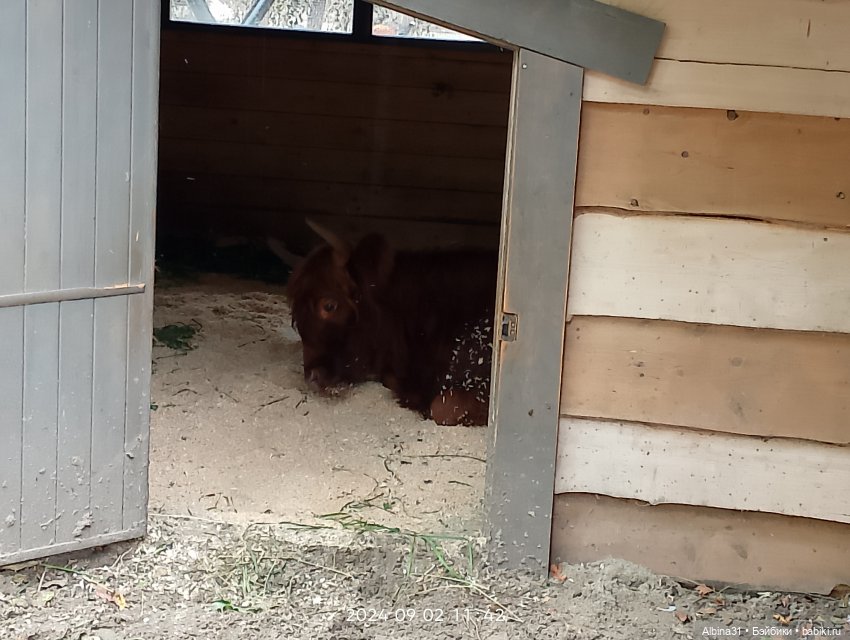 Зоопарк. Новосибирск. Сентябрь 2024 год (2)