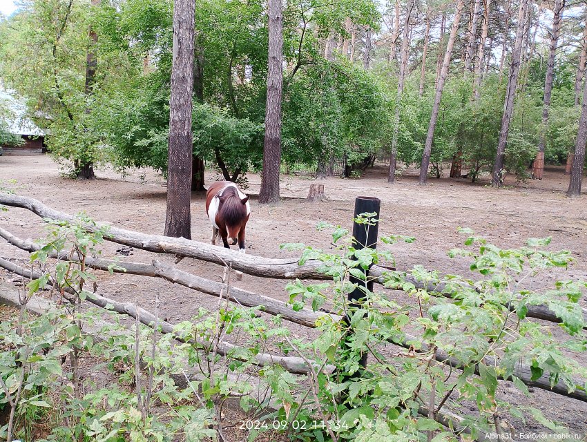 Зоопарк. Новосибирск. Сентябрь 2024 год (2)