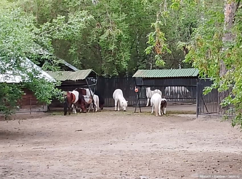 Зоопарк. Новосибирск. Сентябрь 2024 год (2)