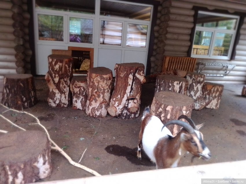 Зоопарк. Новосибирск. Сентябрь 2024 год (2)