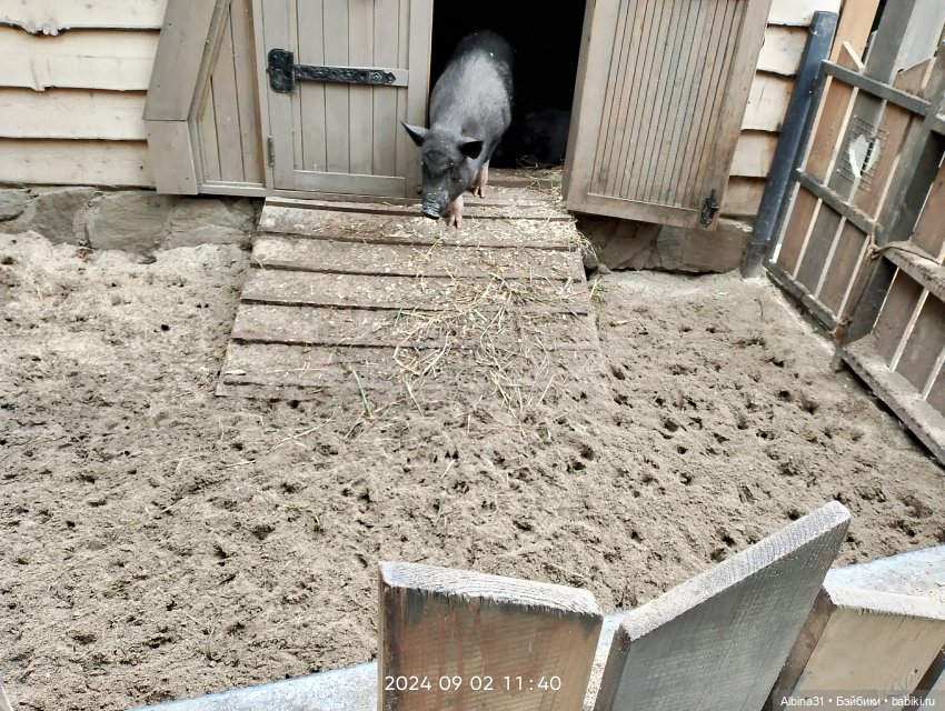 Зоопарк. Новосибирск. Сентябрь 2024 год (2)