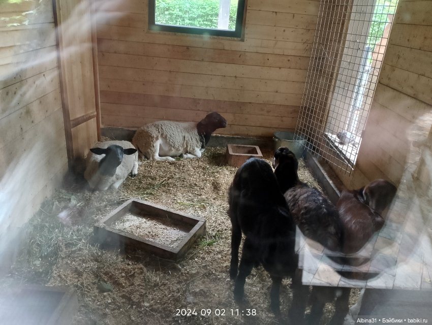 Зоопарк. Новосибирск. Сентябрь 2024 год (2)