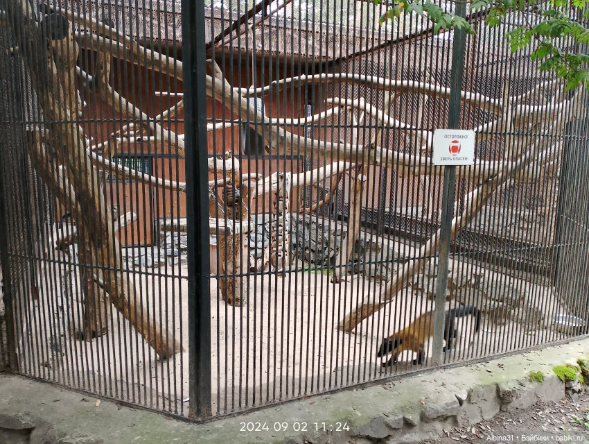 Зоопарк. Новосибирск. Сентябрь 2024 год (2)