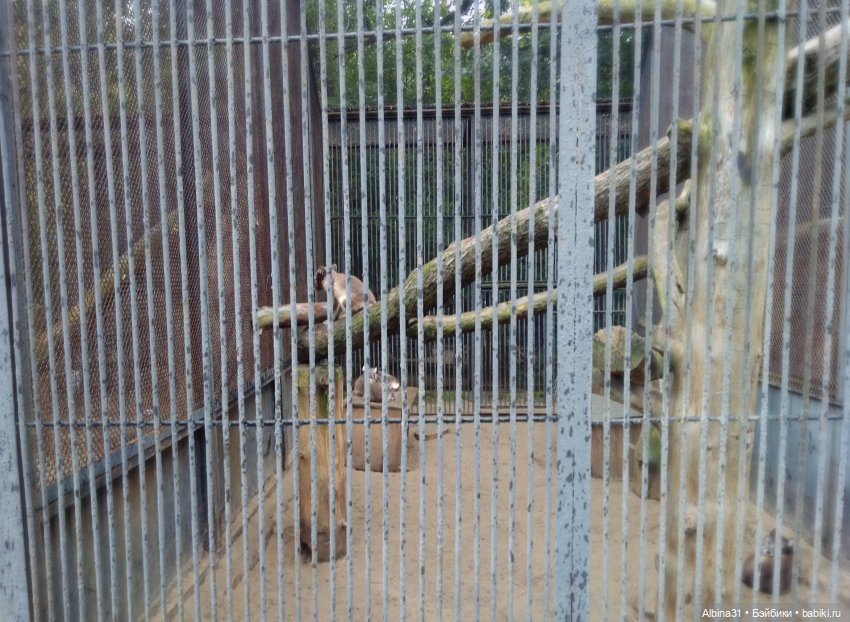 Новосибирский зоопарк. Сентябрь 2024 год