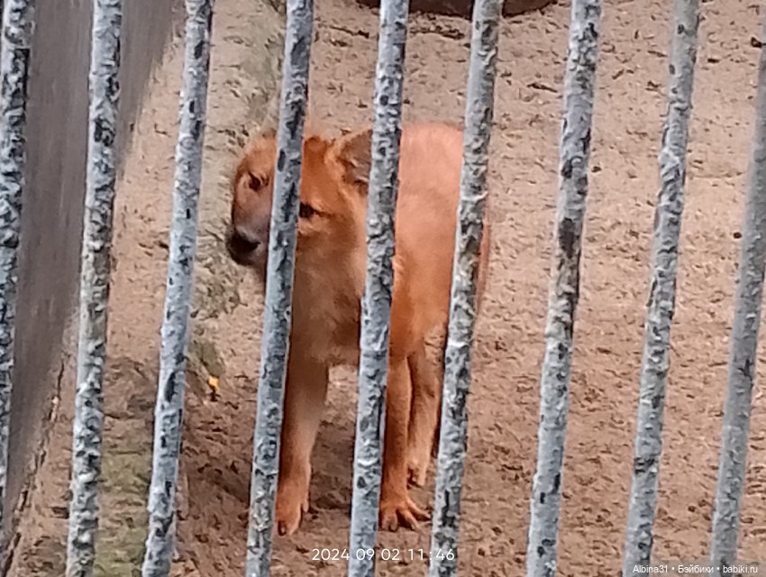 Новосибирский зоопарк. Сентябрь 2024 год