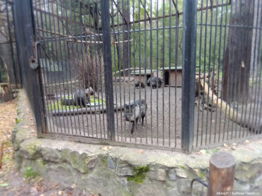 Новосибирский зоопарк. Сентябрь 2024 год