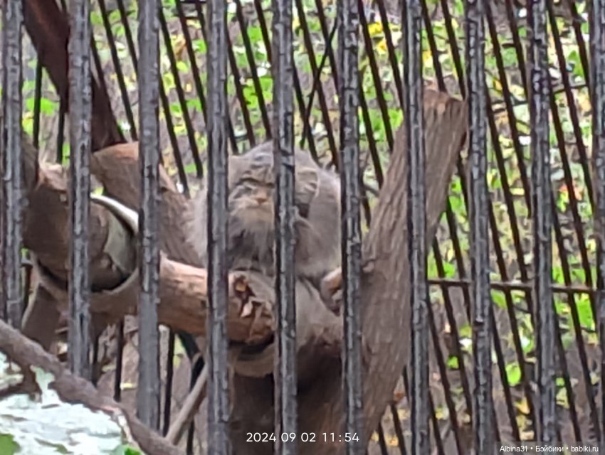 Новосибирский зоопарк. Сентябрь 2024 год