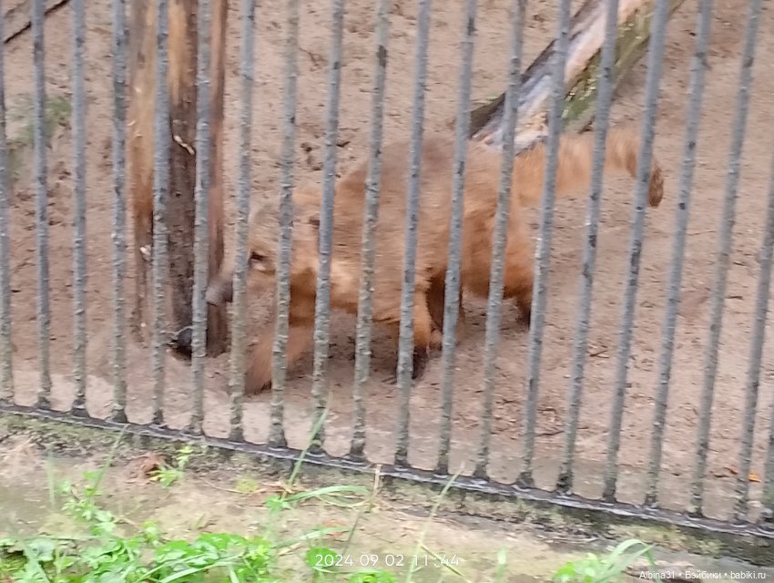 Новосибирский зоопарк. Сентябрь 2024 год