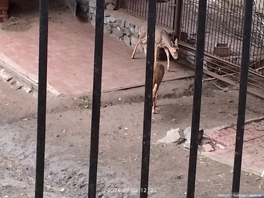 Новосибирский зоопарк. Сентябрь 2024 год