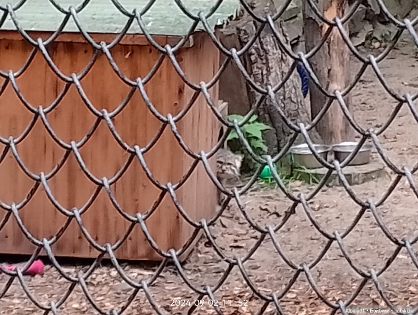 Новосибирский зоопарк. Сентябрь 2024 год