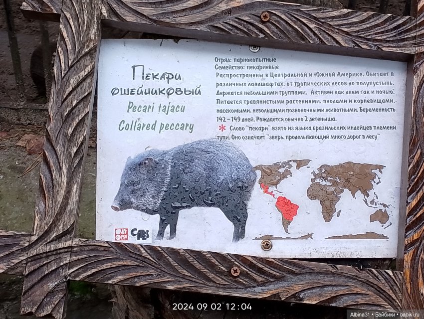 Новосибирский зоопарк. Сентябрь 2024 год