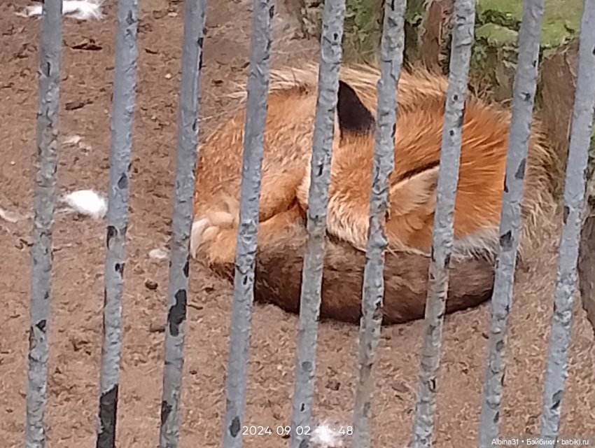 Новосибирский зоопарк. Сентябрь 2024 год