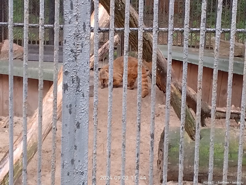 Новосибирский зоопарк. Сентябрь 2024 год