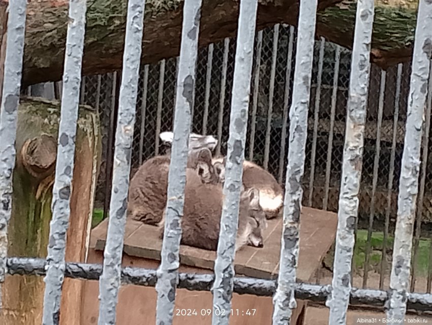 Новосибирский зоопарк. Сентябрь 2024 год