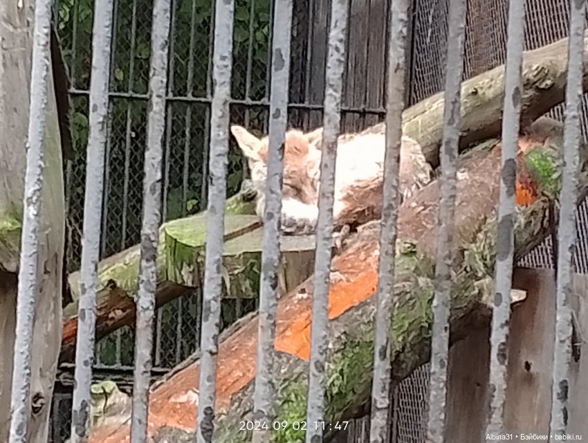 Новосибирский зоопарк. Сентябрь 2024 год