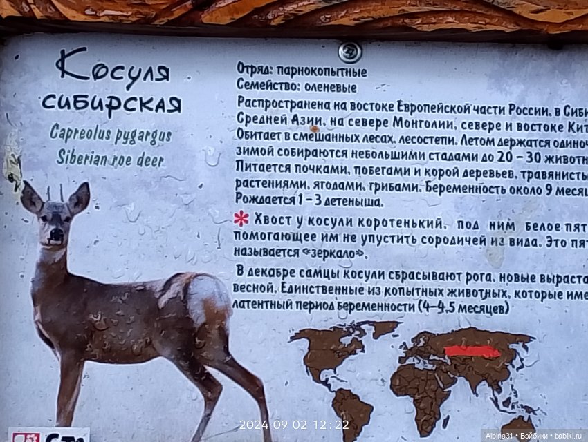 Новосибирский зоопарк. Сентябрь 2024 год