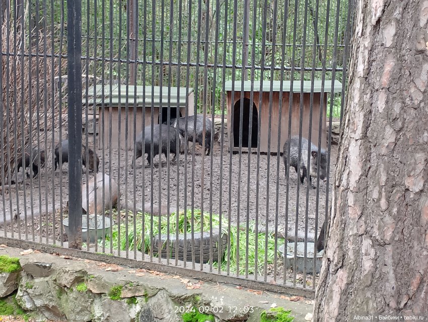 Новосибирский зоопарк. Сентябрь 2024 год