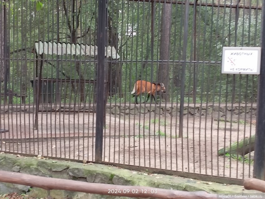 Новосибирский зоопарк. Сентябрь 2024 год