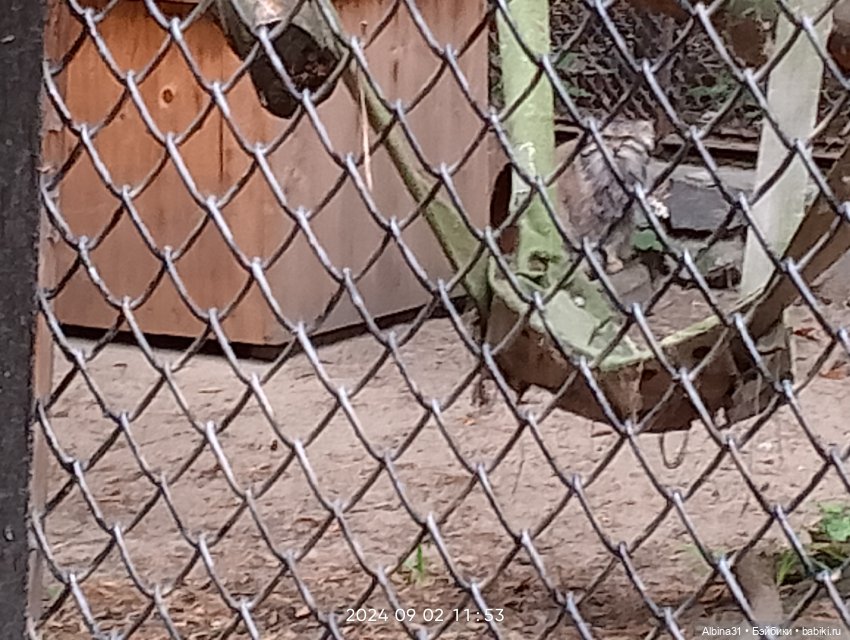 Новосибирский зоопарк. Сентябрь 2024 год