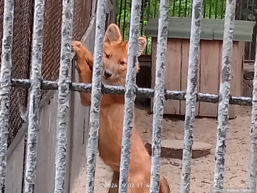 Новосибирский зоопарк. Сентябрь 2024 год