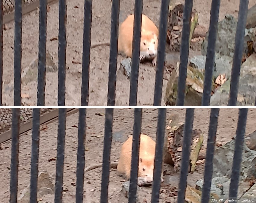 Новосибирский зоопарк. Сентябрь 2024 год