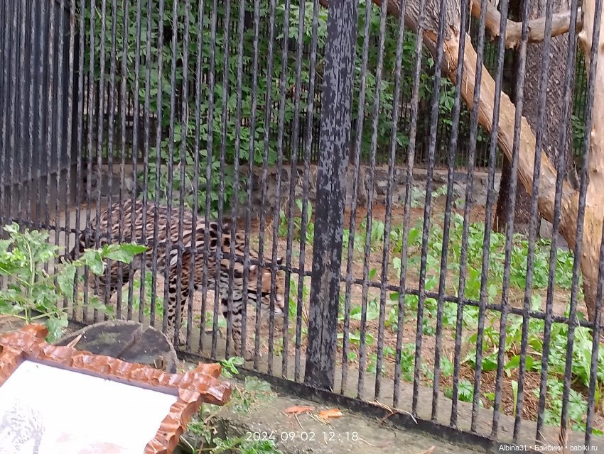 Новосибирский зоопарк. Сентябрь 2024 год