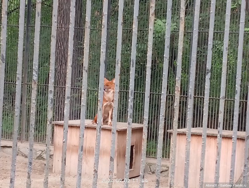 Новосибирский зоопарк. Сентябрь 2024 год (фото 10)