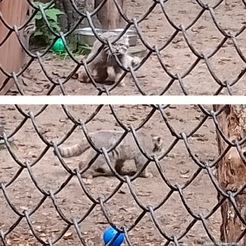 Новосибирский зоопарк. Сентябрь 2024 год