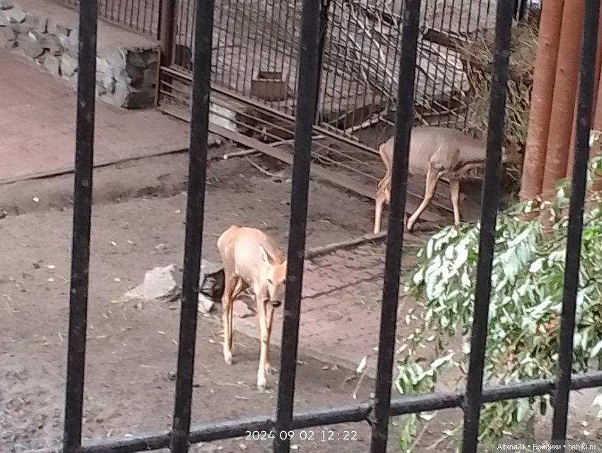 Новосибирский зоопарк. Сентябрь 2024 год