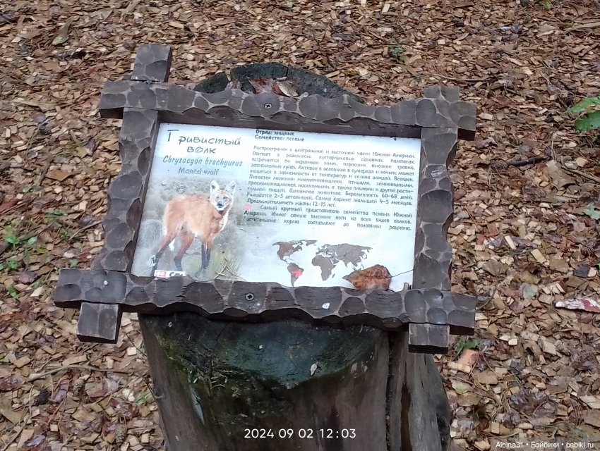 Новосибирский зоопарк. Сентябрь 2024 год