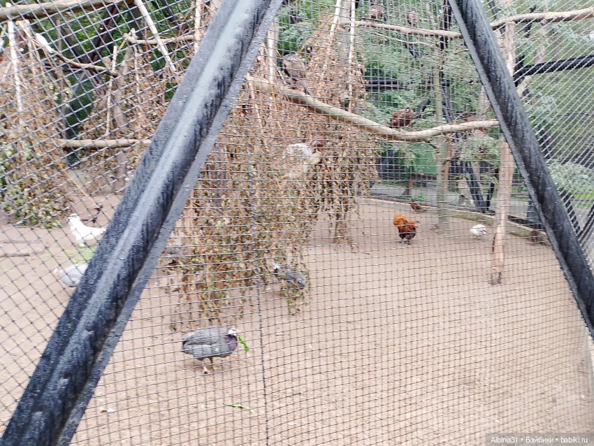 Новосибирский зоопарк. Сентябрь 2024 год