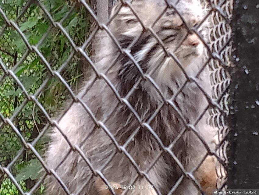 Новосибирский зоопарк. Сентябрь 2024 год
