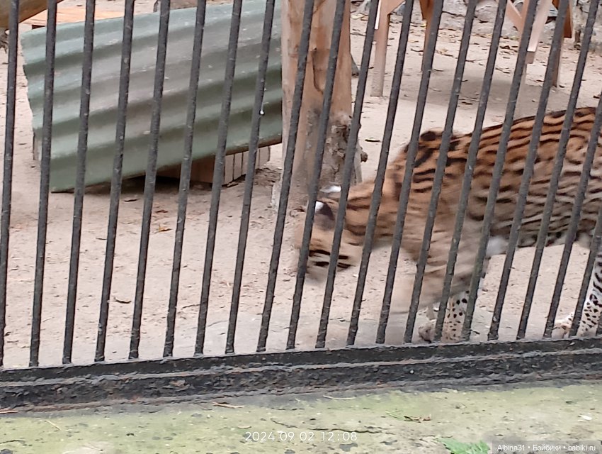 Новосибирский зоопарк. Сентябрь 2024 год