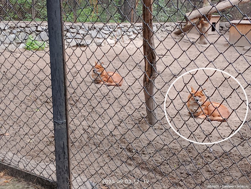 Новосибирский зоопарк. Сентябрь 2024 год