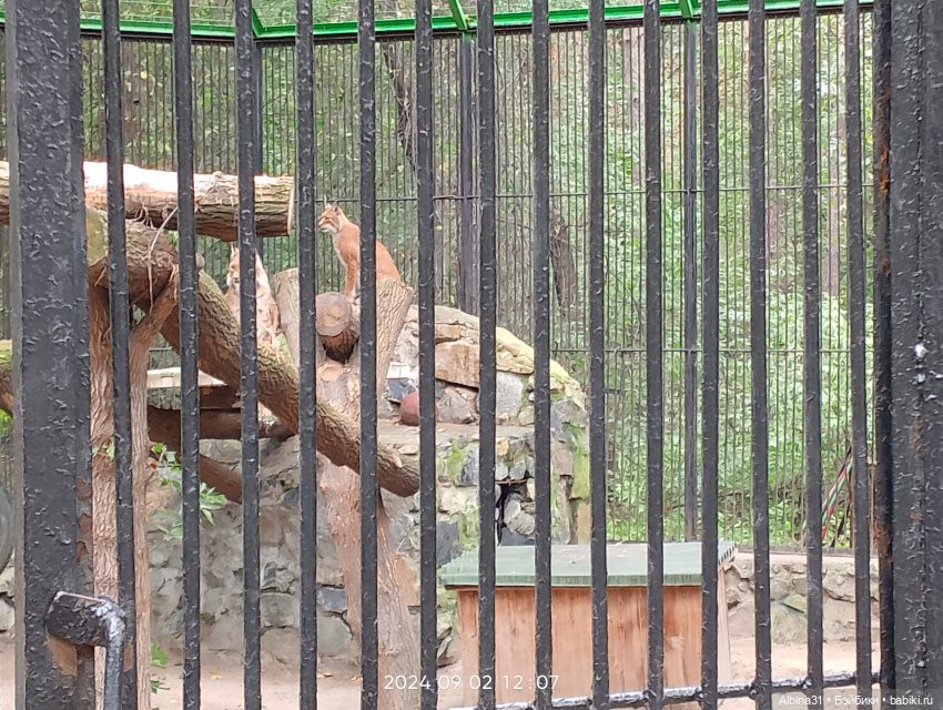 Новосибирский зоопарк. Сентябрь 2024 год
